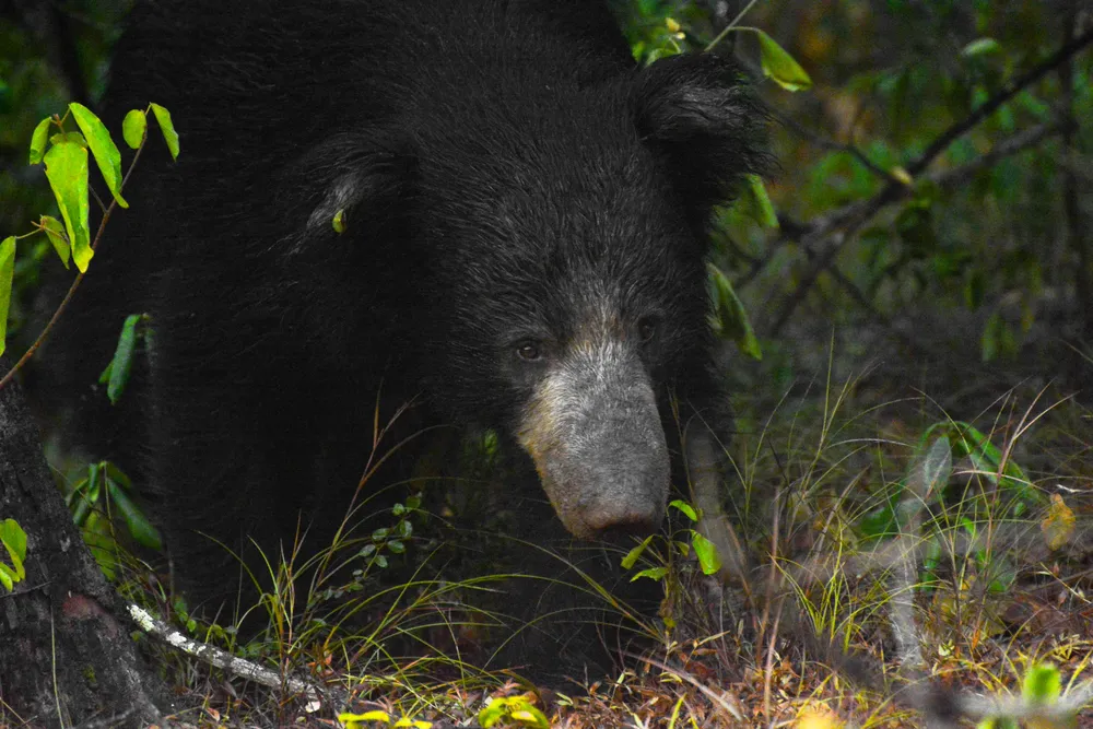 A Sri Lankan sloth bear with a pale muzzle in Wilpattu National Park