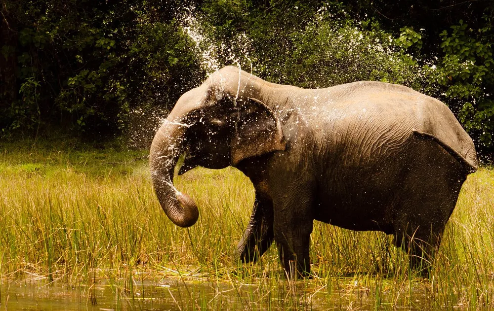 An Asian elephant spraying water in sunlit grass in Wilpattu National Park